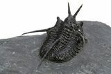 Devil Horned Cyphaspis Walteri Trilobite - Mrakib, Morocco #312265-5